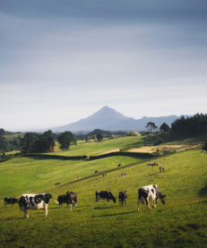 Ruminant