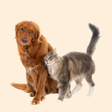 Pets
