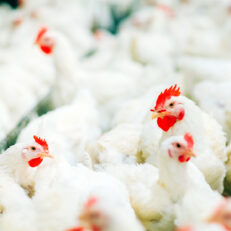 Poultry