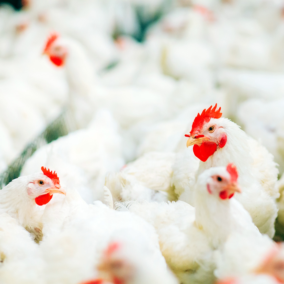poultry_g1